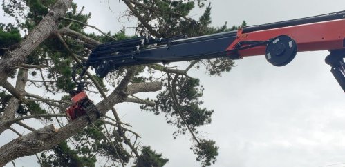 Dangerous tree removal made easier 